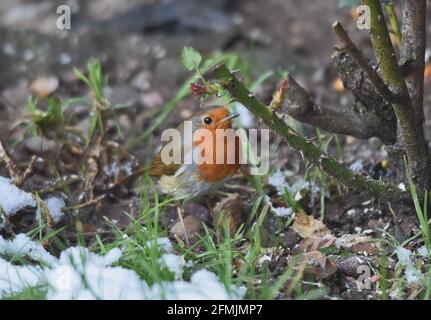 Robin stand in einem Garten auf dem Boden neben einem Rosenstrauch mit etwas Schnee. Stockfoto