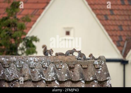 Eine Familie von vier Grauhörnchen, die zum Spielen auftauchen Ein Dach mit einer gebrochenen Kachel Stockfoto