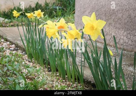 Bild von einem Haufen Narcissus pseudinarcissus, orlent Lilie. Narcissus pseudonarcissus (allgemein bekannt als wilde Narzissen oder Fastenlilien) ist eine Staude Stockfoto