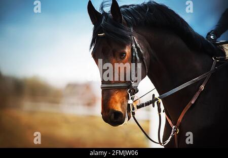 Porträt eines Lorbeerpferdes mit einer dunklen Mähne, einem Zaumzeug an der Schnauze und einem Reiter im Sattel, der vor dem Hintergrund eines bewölkten Himmels galoppiert. Eq Stockfoto