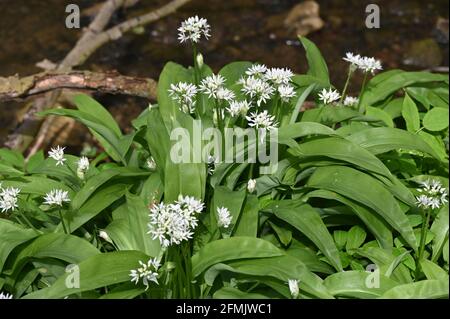 Wilder Knoblauch in Blüte wächst neben einem Pfad im nördlichen Oxfordshire Dorf Hook Norton. Stockfoto