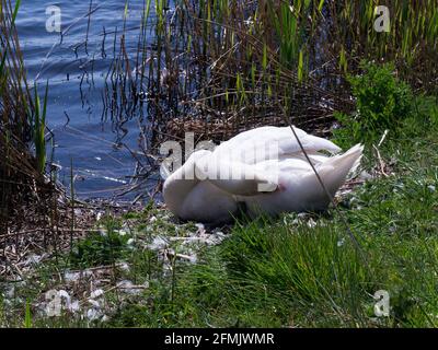 Preening Mute Swan sitzend auf Eiern Newport Wetlands Nature Reserve Nash Gwent South Wales, Großbritannien Stockfoto