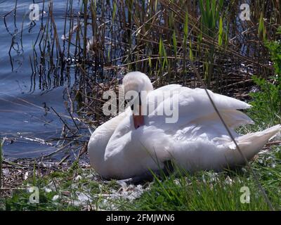 Preening Mute Swan sitzend auf Eiern Newport Wetlands Nature Reserve Nash Gwent South Wales, Großbritannien Stockfoto