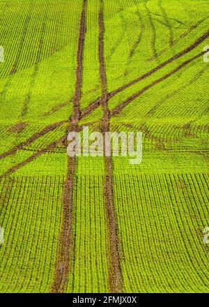 Außendienst. Ein frisch gesätes Grasfeld nach dem Regen. Ein Traktor hat schlammige Querspuren gemacht. Stockfoto