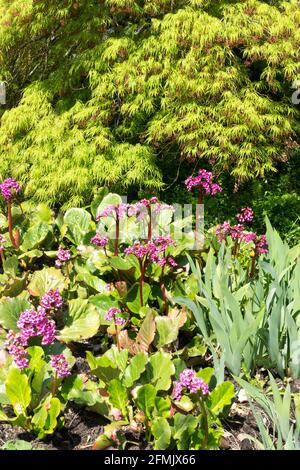 Acer palmatum dissectum Viridis, weinender japanischer Ahorn mit hellgrünem Laub über blühenden Bergenias Stockfoto