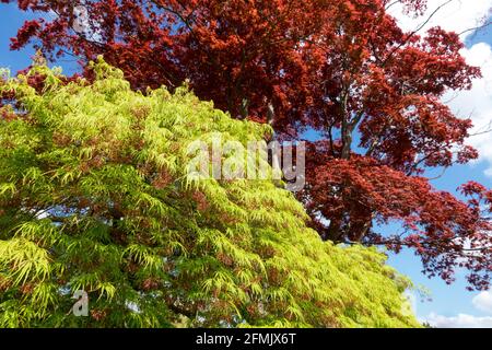 Acer palmatum „Dissectum viridis“ weinende japanische Ahornbäume hellgrün rot Acer palmatum-Sorte „Fireglow“ Ahornbäume, die im Gartenfrühling wachsen Stockfoto