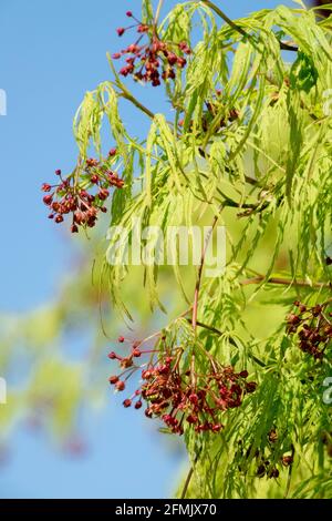 Acer palmatum dissectum Viridis, japanischer Ahorn mit hellgrünem Laub und fein gezacktem Laub Stockfoto