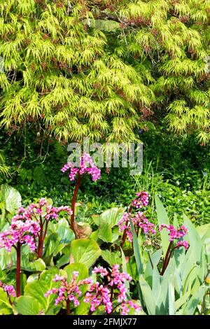 Acer palmatum dissectum Viridis, weinender japanischer Ahorn mit hellgrünem Laub, Bergenia Stockfoto