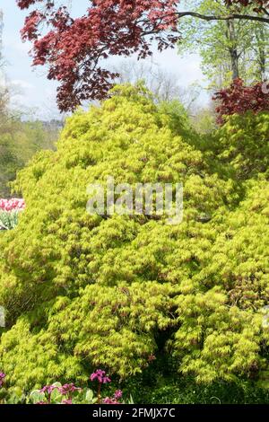 Acer palmatum dissectum Viridis, weinender japanischer Ahorn mit hellgrünem Laub Stockfoto