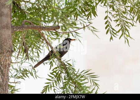 Amsel oder schwarzer Besen (Männchen) und graue Bohne (Weibchen) (Turdus merula), Amsel (Turdidae) ist eine singvogelart, deren Federn sich von schwarzen Früchten ernähren Stockfoto