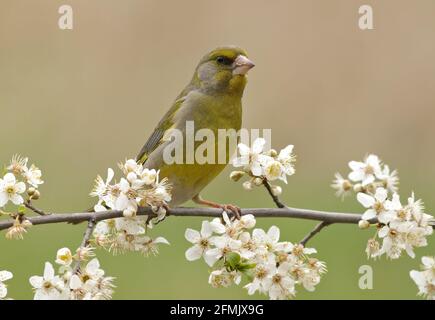 Männlicher Grünfink (Chloris chloris), der auf einem blühenden Ast sitzt. Stockfoto