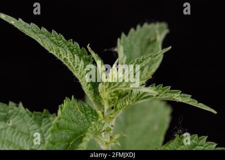 Brennnessel (Urtica Dioica) isoliert auf schwarzem Hintergrund. Stockfoto