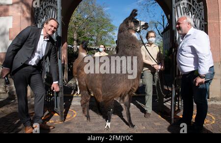 Leipzig, Deutschland. Mai 2021. Burkhard Jung (SPD, l), Bürgermeister von Leipzig, und Jörg Junhold (r), Direktor des Leipziger Zoos, öffnen gemeinsam das Zootor für die ersten Besucher. Sie wurden am Eingang von drei Lamas aus dem Zoo begrüßt. Nach sechs Monaten der Schließung öffnet der Zoo seine Tore für Besucher wieder. Gäste mit Online-Tickets benötigen einen aktuellen negativen Corona-Test. Die Tier- und Zoogeschäfte bleiben vorerst geschlossen. Quelle: Hendrik Schmidt/dpa-Zentralbild/dpa/Alamy Live News Stockfoto