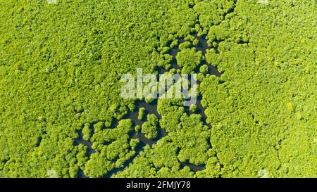 Mangrove Regenwald mit grünen Bäumen im Meer Wasser, Luftbild. Tropische Landschaft mit Mangroven Grove. Stockfoto