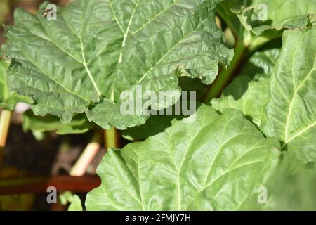 Gesunde Rhabarberpflanze, die im Freien auf einem Zuteilungsgemüsefeld wächst Stockfoto