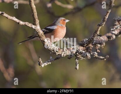 GEWÖHNLICHER BUCHFINK Fringilla coelebs im Gartenbaum Stockfoto
