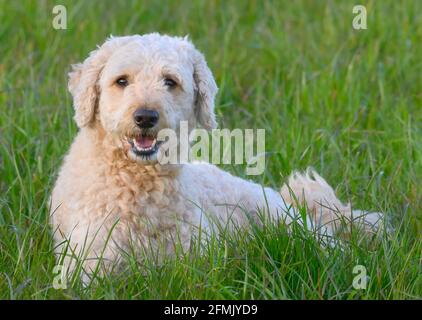 Sehr niedlich glücklich aussehende Labradoodle Hund liegend in üppig Gras und in Richtung der Kamera Stockfoto