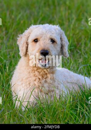 Sehr niedlich glücklich aussehende Labradoodle Hund liegend in üppig Gras und in Richtung der Kamera Stockfoto