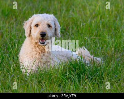 Sehr niedlich glücklich aussehende Labradoodle Hund liegend in üppig Gras und in Richtung der Kamera Stockfoto