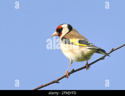 Ein atemberaubender männlicher Goldfink (Carduleis carduelis) Auf einem Zweig und gegen einen blauen Himmel gesetzt Stockfoto