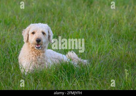 Sehr niedlich glücklich aussehende Labradoodle Hund liegend in üppig Gras und in Richtung der Kamera Stockfoto