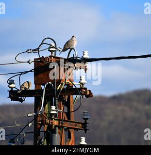 Zwei wilde Tauben sitzen auf einem alten Strommast Stockfoto