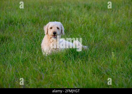 Sehr niedlich glücklich aussehende Labradoodle Hund liegend in üppig Gras und in Richtung der Kamera Stockfoto