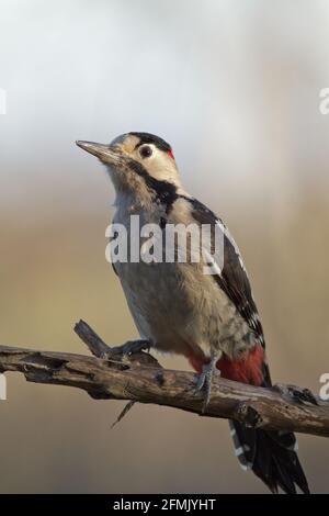 Buntspecht (Dendrocopos major), alleinstehend am Ast Stockfoto