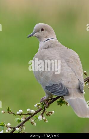 Eine Halstaube (Streptopelia decaocto) sitzt auf einem Ast. Stockfoto