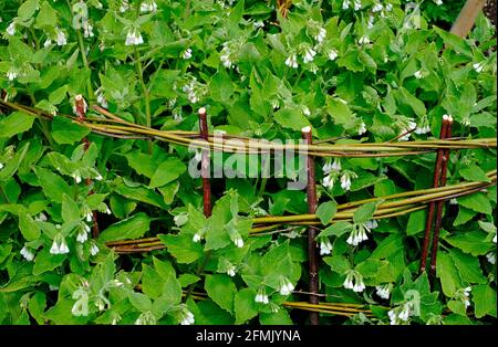 Weiße Beinwell-Pflanze im englischen Garten, norfolk, england Stockfoto