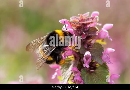 Bufftailed Hummel ( Bombus terrestris) sammeln Nektar auf einer blühenden roten toten Brennnessel. Nahaufnahme auf isoliertem Hintergrund. Stockfoto