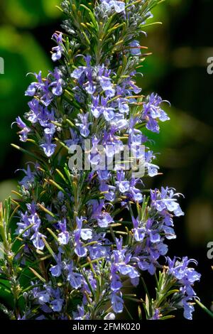 Blauer Rosmarinus Sissinghurst Blaue Blume Stockfoto