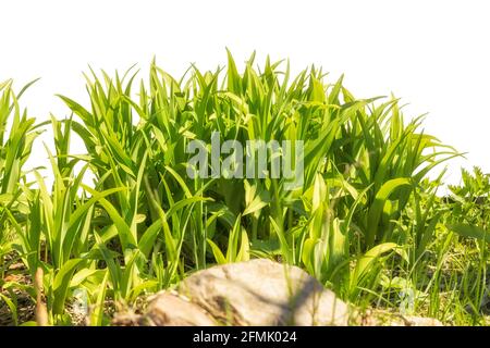 Grasbusch an einem sonnigen Tag isoliert auf weißem Hintergrund, mit Stein aus Fokus im Vordergrund. Kann für Collage verwendet werden oder fügen Sie Ihre eigene Inschrift hinzu Stockfoto