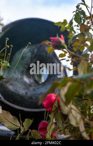 Rote Rosen, mit 'Sphere with Inner Form' (1963) Beyond, Barbara Hepworth Sculpture Garden, St. Ives, Cornwall, Großbritannien Stockfoto