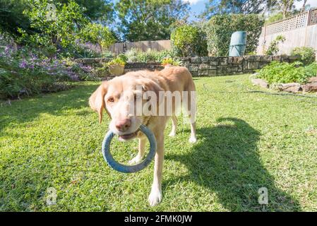 Ein goldener Labrador Border Collie Cross Dog mittleren Alters in einem Hinterhof in Sydney, Australien, der mit einem Gummiring spielen möchte Stockfoto