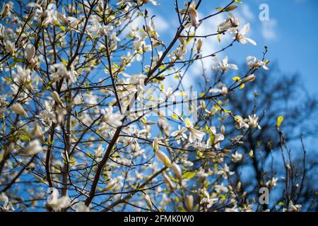 Im Frühling blüht ein wunderschöner magnolienbaum. Jentle magnolia Blume gegen Sonnenuntergang Licht. Romantischer, kreativer Blumenhintergrund. Stockfoto