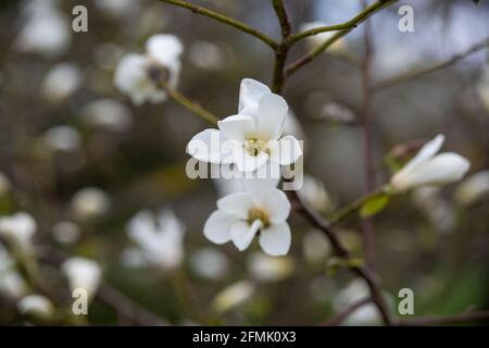 Im Frühling blüht ein wunderschöner magnolienbaum. Jentle magnolia Blume gegen Sonnenuntergang Licht. Romantischer, kreativer Blumenhintergrund. Stockfoto