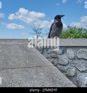 Krähenart mit Kapuze auf der Steinmauer der Burg Bratislava mit Blick auf die Stadt, Slowakei. Stockfoto