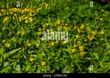 Grüne Sommerwiese abstrakte Textur mit gelben Blüten und Gras Stockfoto