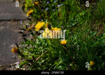 Helle bunte Frühlingswiese mit gelben Löwenzahn auf grünem Hintergrund. Sommerliche Textur in der Natur Stockfoto