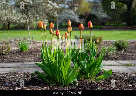 Gruppe von roten Tulpen im Park. Frühling Landschaft. Stockfoto