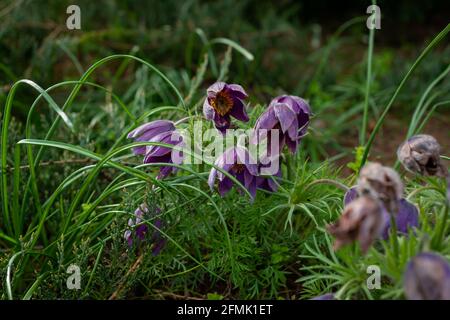 Pulsatilla pratensis (kleine Pasquenblume) ist eine Art der Gattung Pulsatilla, die in Mittel- und Osteuropa beheimatet ist und aus Südost-Norwegen und westen stammt Stockfoto