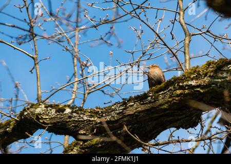 Porträt eines gewöhnlichen Amsel-Vogels, der auf einem Ast vor einem blauen Himmel sitzt. Stockfoto