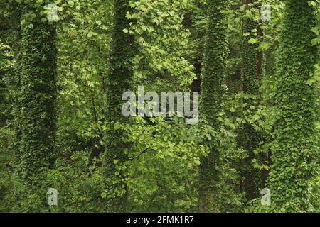 Grüne Wälder in Virginia, USA. Gewöhnlicher Efeu, der Baumstämme vollständig bedeckt. Stockfoto