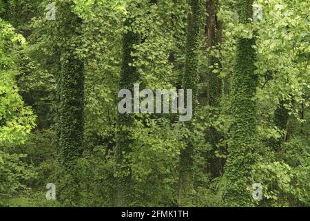 Grüne Wälder in Virginia, USA. Gewöhnlicher Efeu, der Baumstämme vollständig bedeckt. Stockfoto