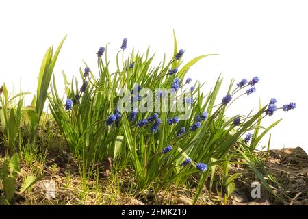 Muscari Hyazinthen Gruppe isoliert auf weißem Hintergrund. Kann für Collage verwendet werden oder fügen Sie Ihre eigene Beschriftung auf dem Kopierbereich oben hinzu. Stockfoto