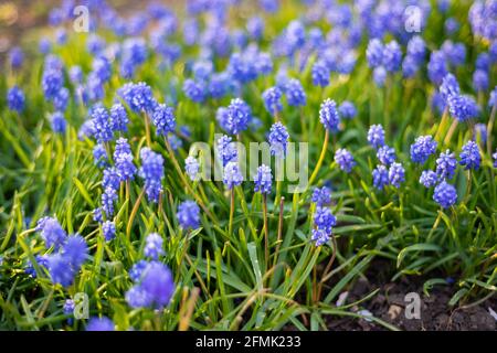 Wilde blaue Frühlingsblumen, Wildblumen kleine Blumen, verschwommener abstrakter Hintergrund viele Blumen Stockfoto
