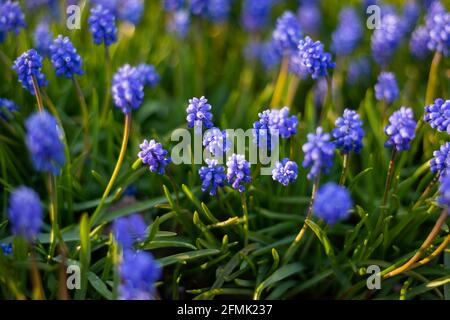 Wilde blaue Frühlingsblumen, Wildblumen kleine Blumen, verschwommener abstrakter Hintergrund viele Blumen Stockfoto