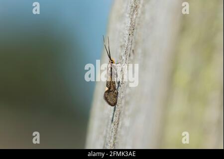 Schwefel Tubische Motte (Esperia sulfurella) auf einem Holzzaun Stockfoto