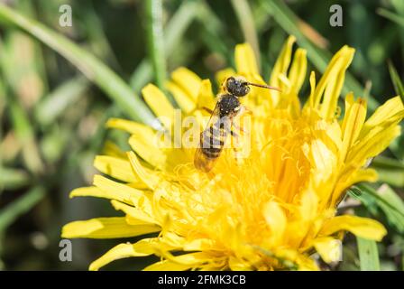 Die Gooden Nomad Bee (Nomada Goodeniana) Stockfoto